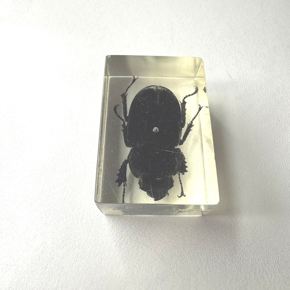 Insect Specimen Encased in Clear Resin Beetle Bug Paperweight Display 1.5" x 1"
